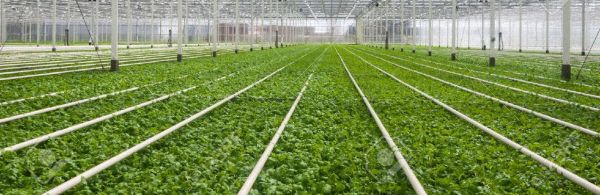 RASADNICI PODGORICA CRNA GORA